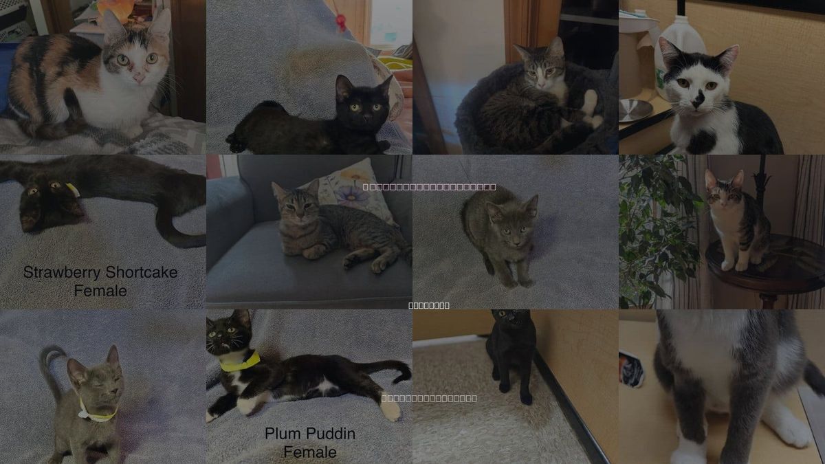 Cats for Adoption in DeKalb, Illinois