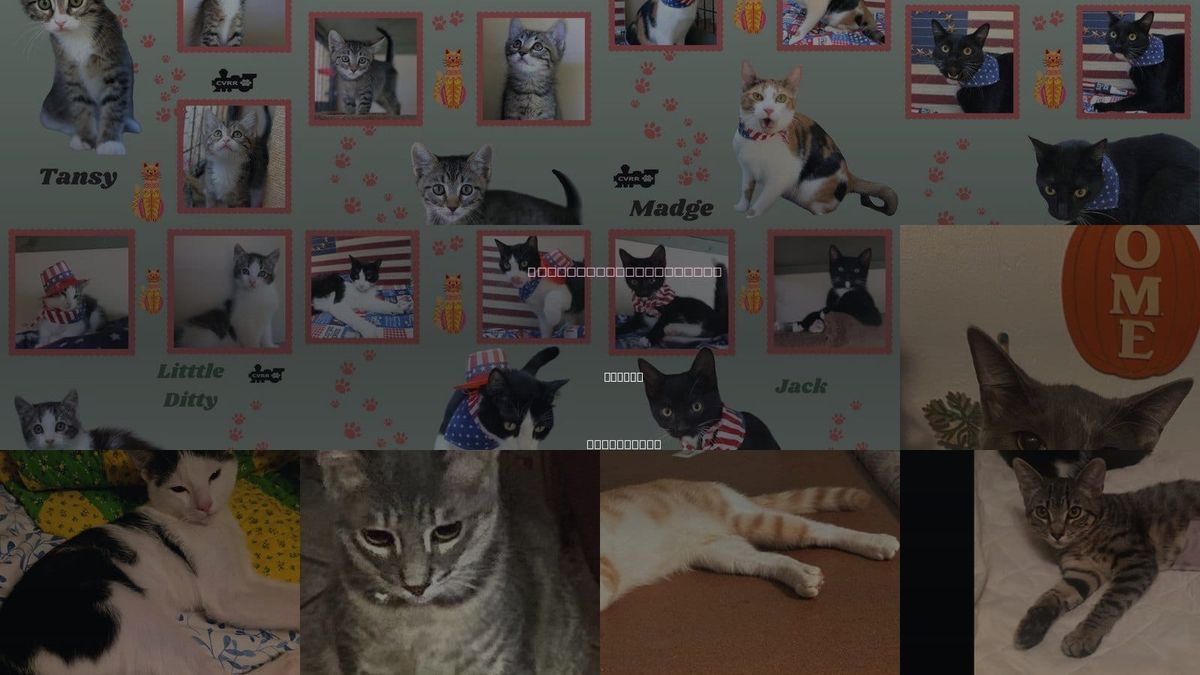 Cats for Adoption in Delano, California