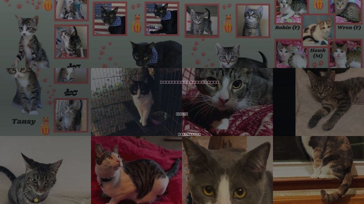 Cats for Adoption in Delano, California