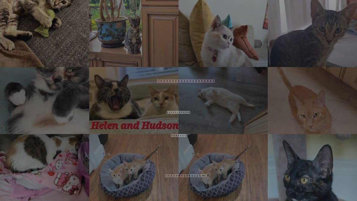 Cats for Adoption in Delray Beach, Florida