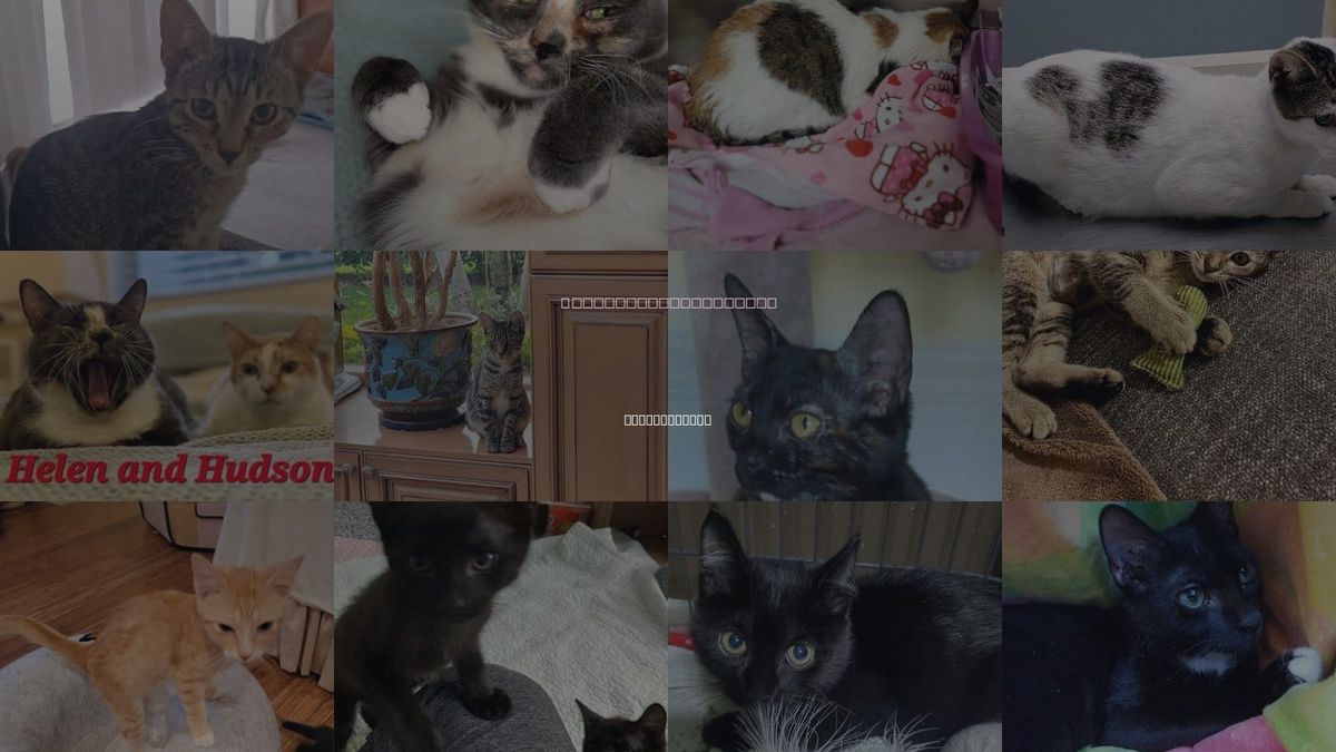 Cats for Adoption in Delray Beach, Florida