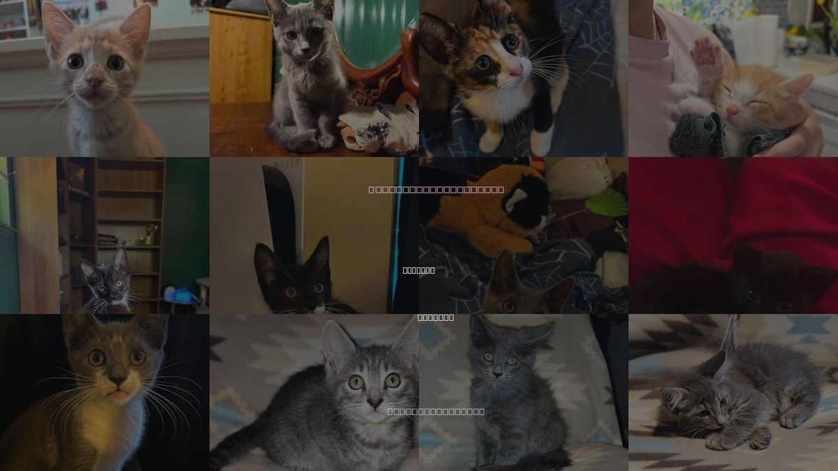 Cats for Adoption in Deltona, Florida