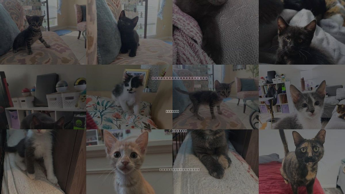 Cats for Adoption in Deltona, Florida