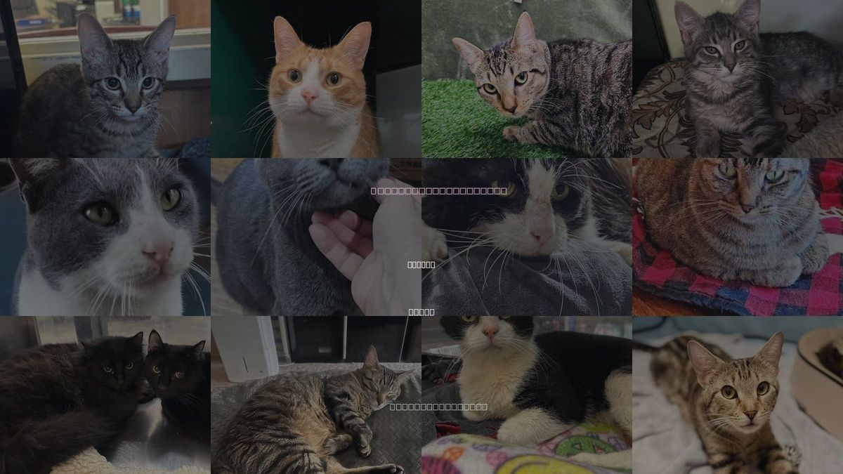Cats for Adoption in Denton, Texas