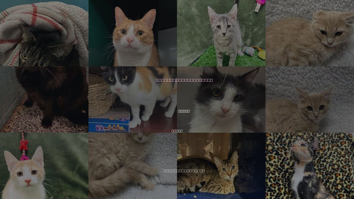 Cats for Adoption in Denton, Texas