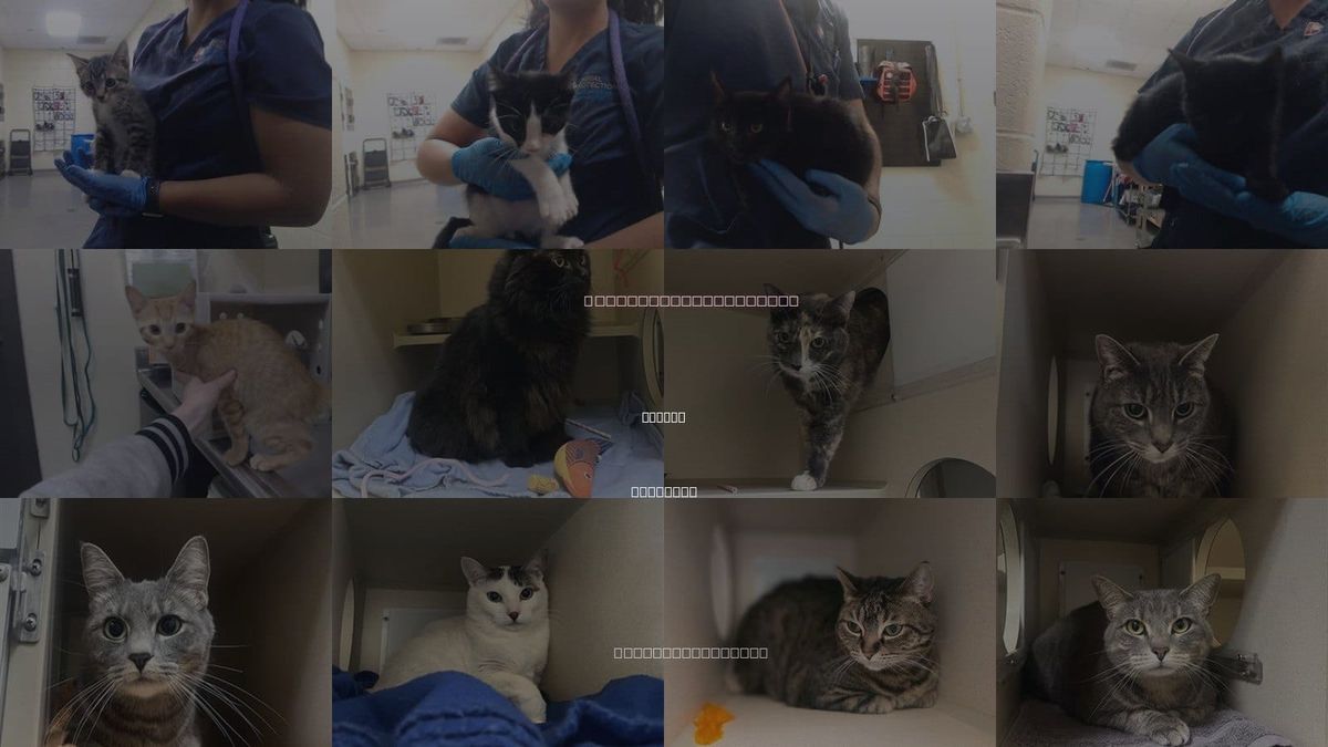 Cats for Adoption in Denver, Colorado