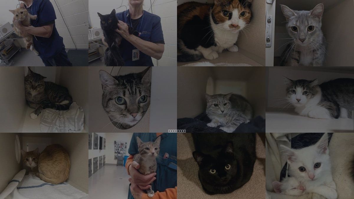Cats for Adoption in Denver, Colorado