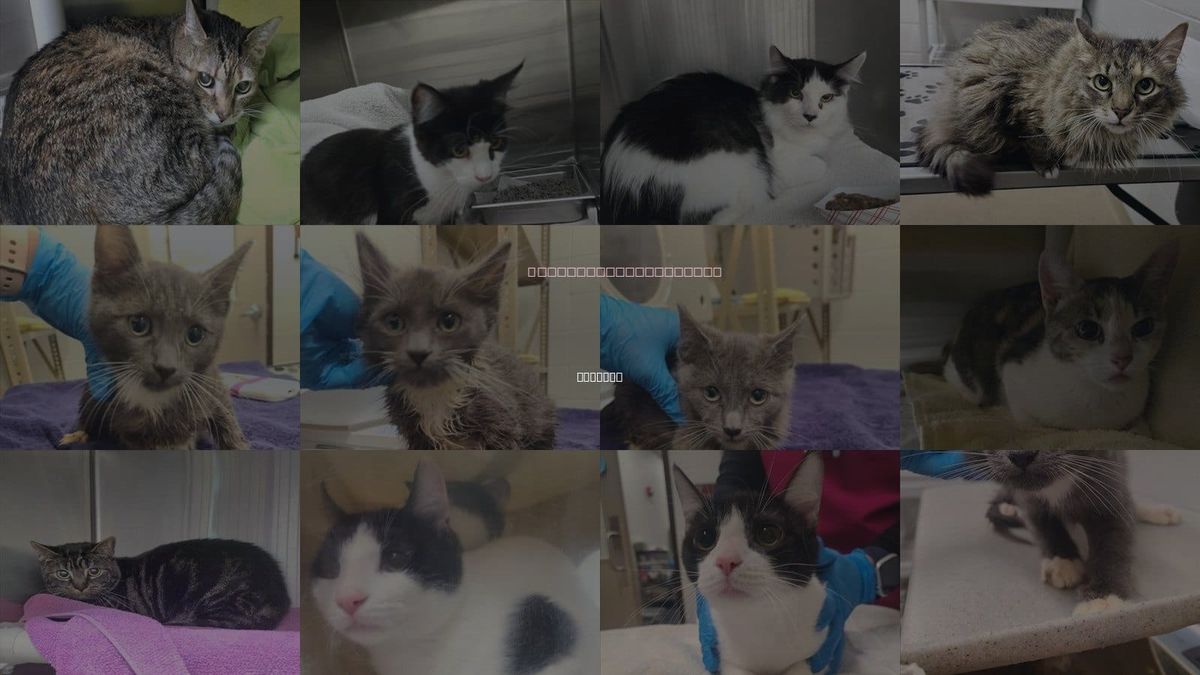 Cats for Adoption in Derwood, Maryland