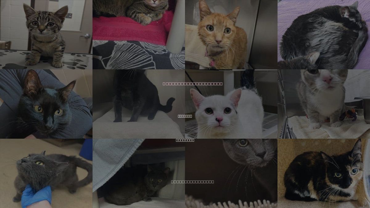 Cats for Adoption in Derwood, Maryland