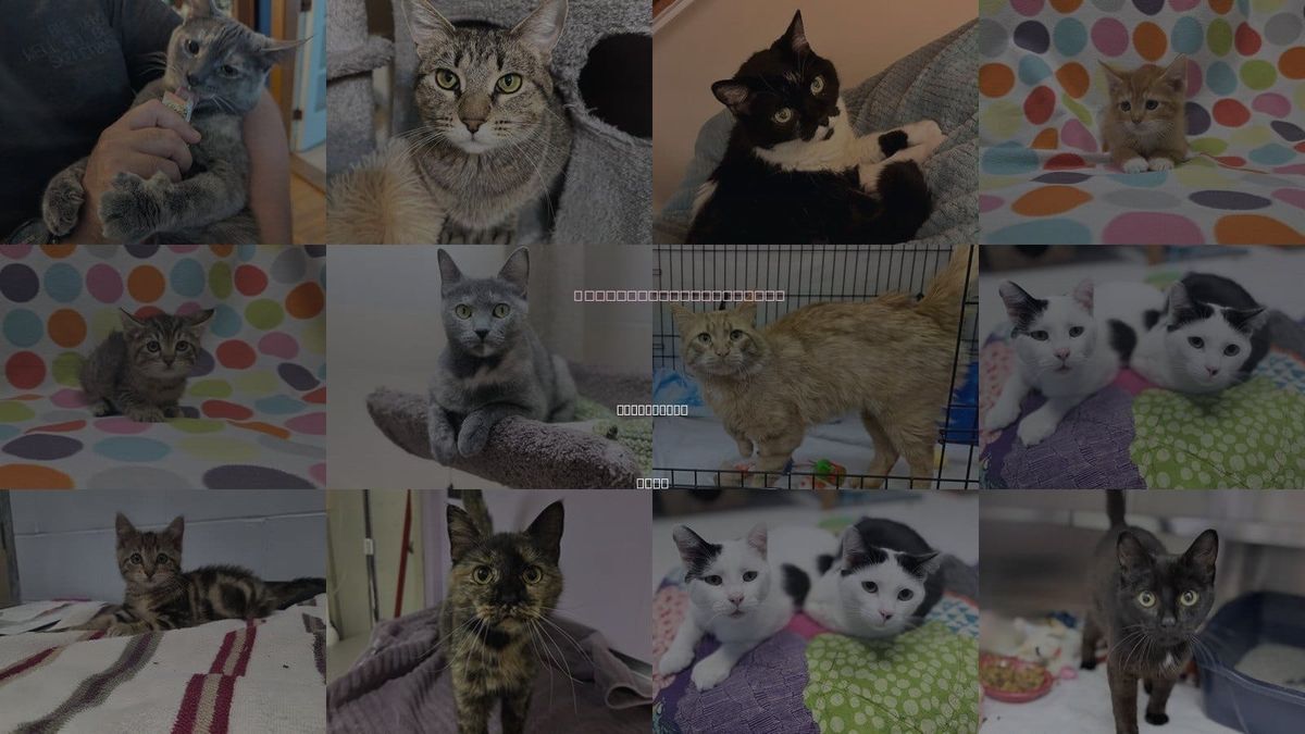 Cats for Adoption in Des Moines, Iowa