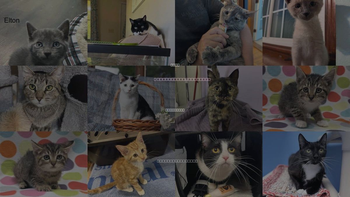 Cats for Adoption in Des Moines, Iowa