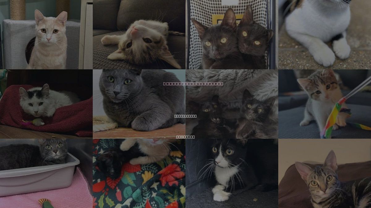 Cats for Adoption in Des Plaines, Illinois