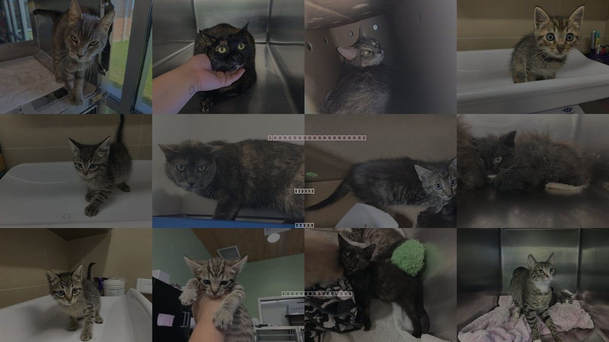 Cats for Adoption in DeSoto, Texas