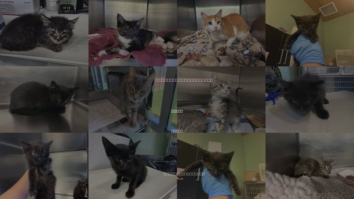 Cats for Adoption in DeSoto, Texas