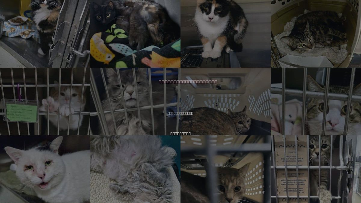 Cats for Adoption in Detroit Lakes, Minnesota