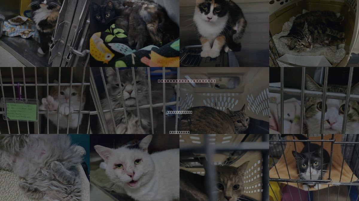 Cats for Adoption in Detroit Lakes, Minnesota