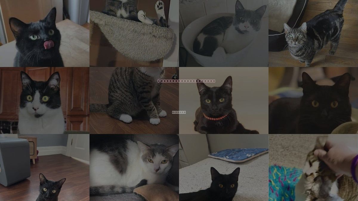 Cats for Adoption in Detroit, Michigan