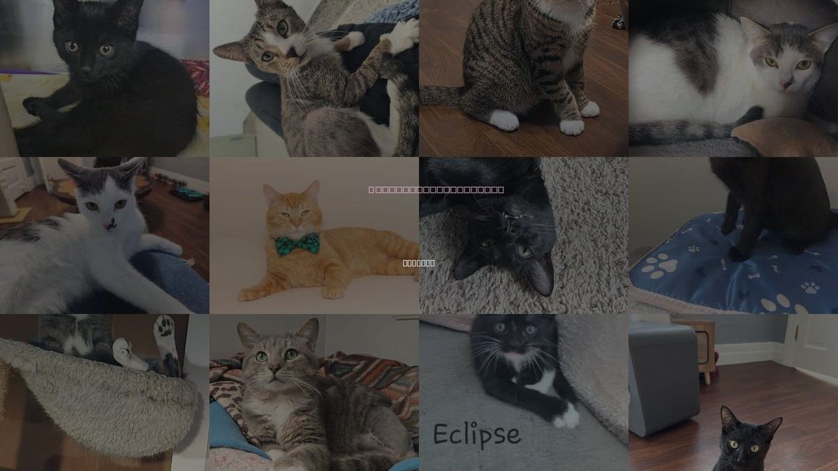 Cats for Adoption in Detroit, Michigan