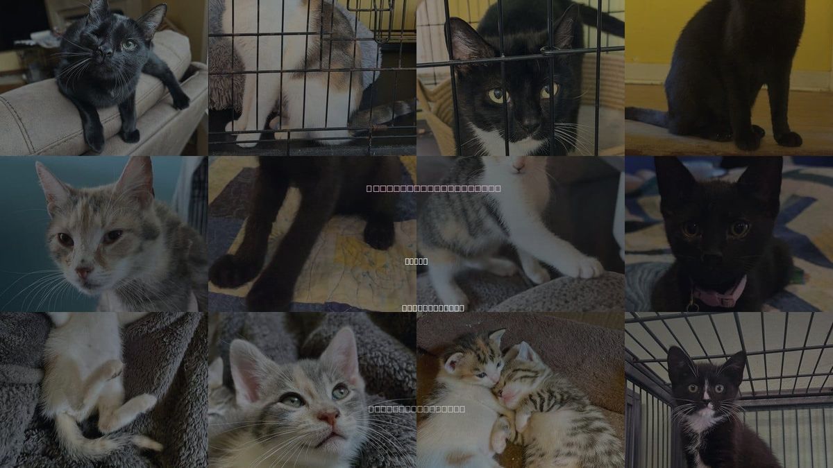 Cats for Adoption in Devon, Pennsylvania