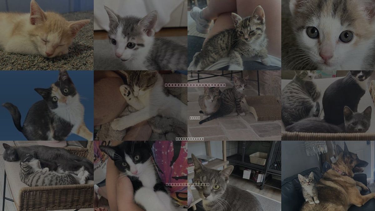 Cats for Adoption in Devon, Pennsylvania