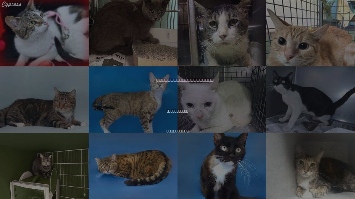 Cats for Adoption in Diamond Bar, California