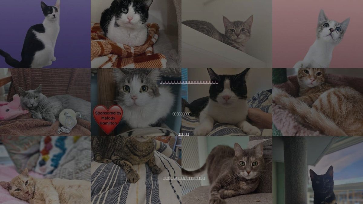 Cats for Adoption in Dickinson, Texas