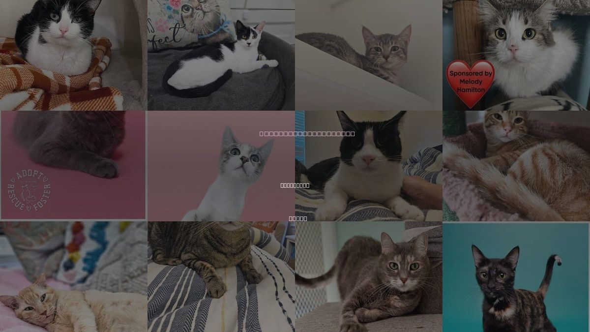 Cats for Adoption in Dickinson, Texas