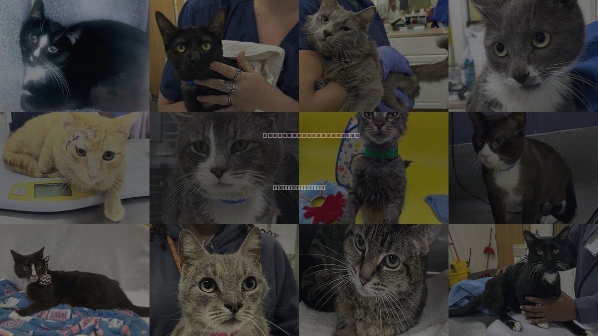 Cats for Adoption in District Heights, Maryland