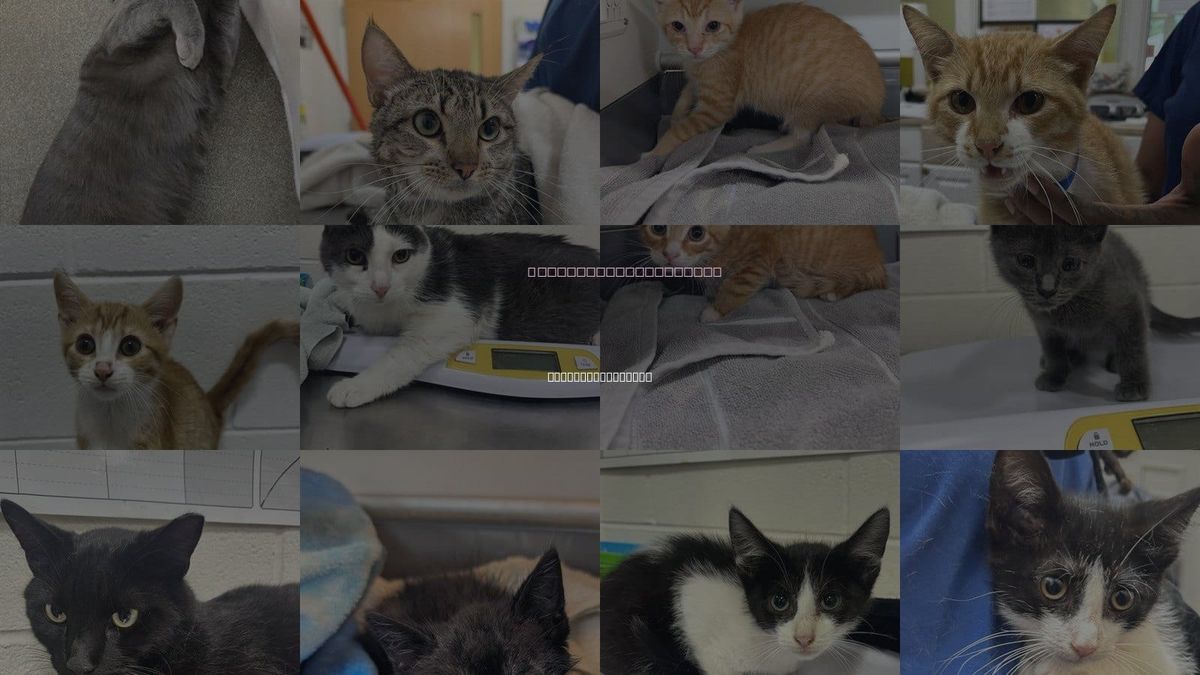 Cats for Adoption in District Heights, Maryland