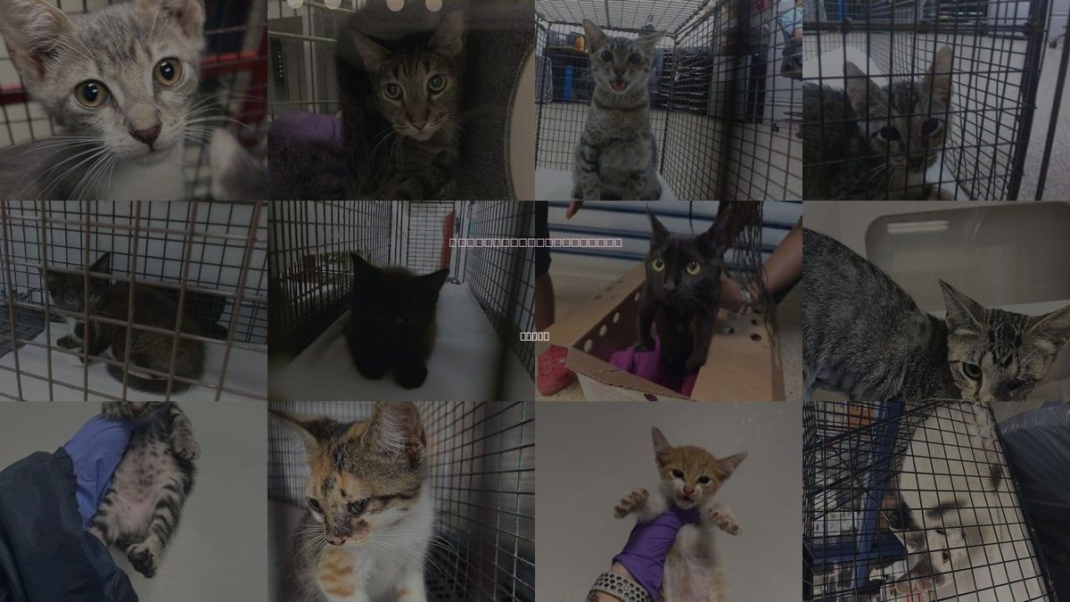 Cats for Adoption in Doral, Florida