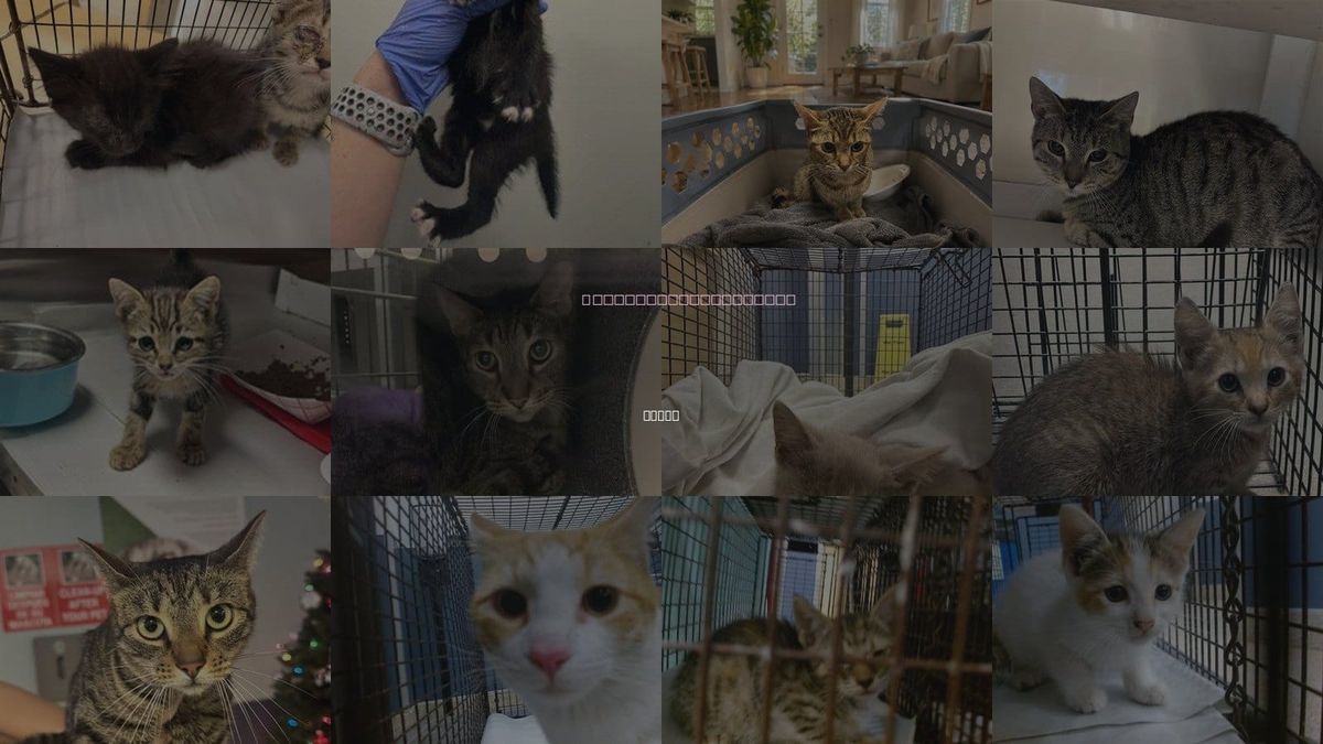 Cats for Adoption in Doral, Florida