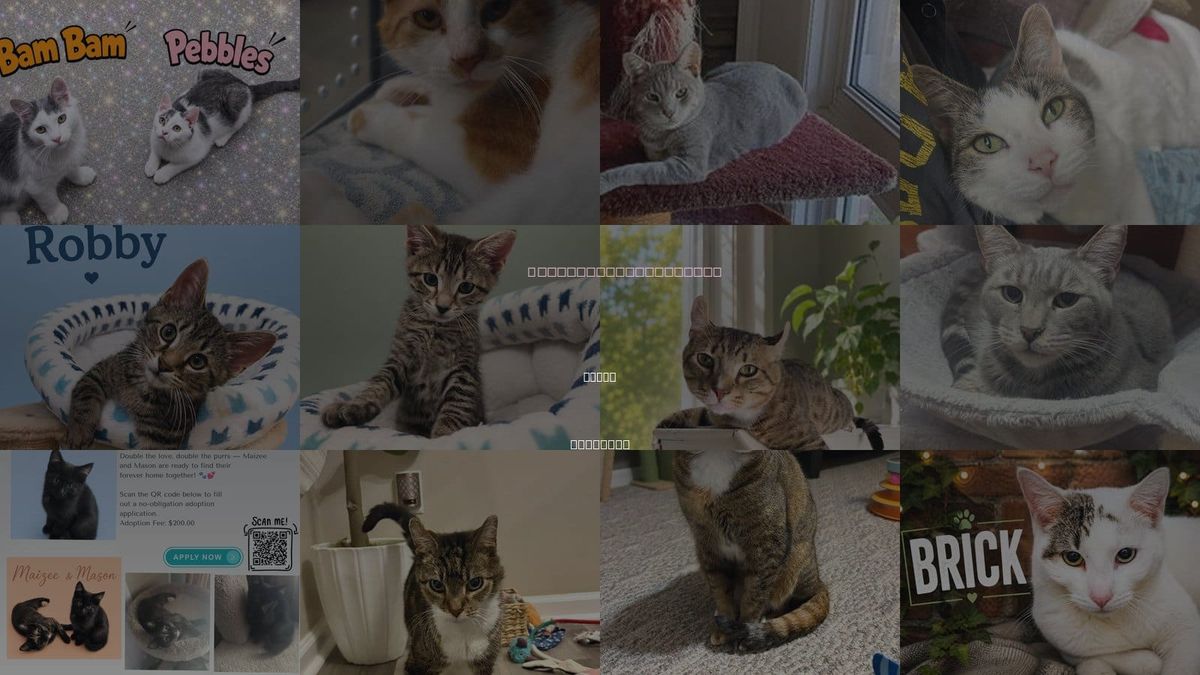 Cats for Adoption in Dover, Delaware