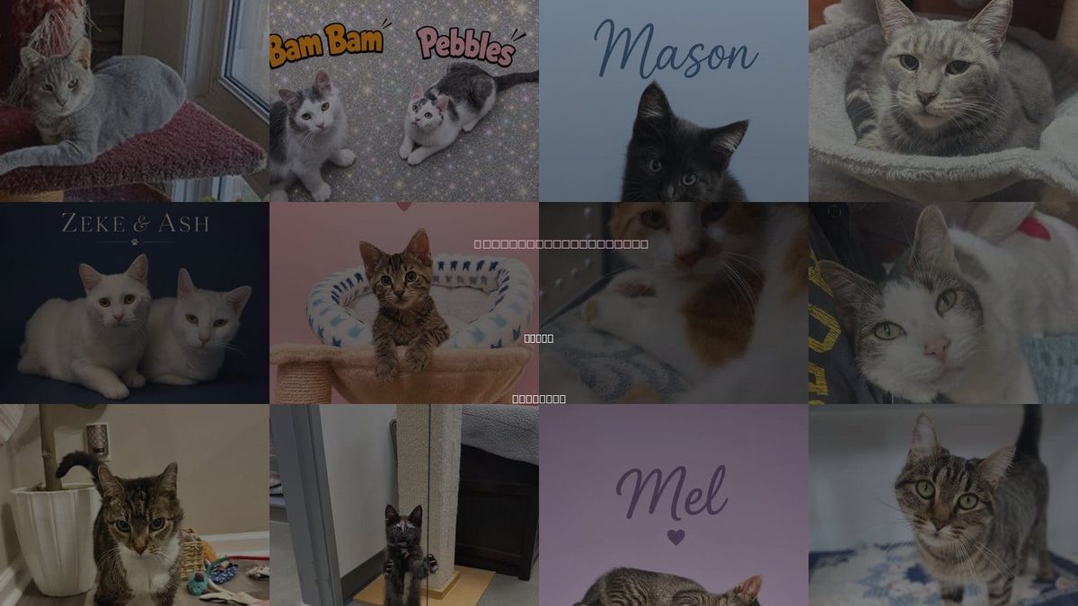 Cats for Adoption in Dover, Delaware