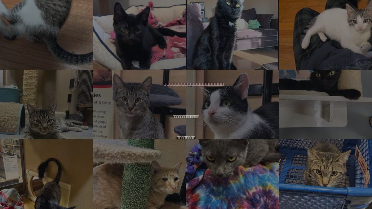 Cats for Adoption in Downers Grove, Illinois