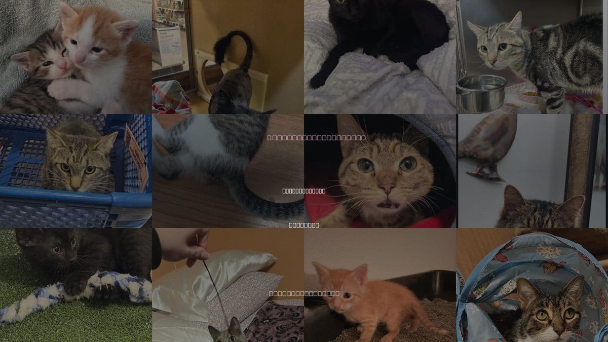 Cats for Adoption in Downers Grove, Illinois