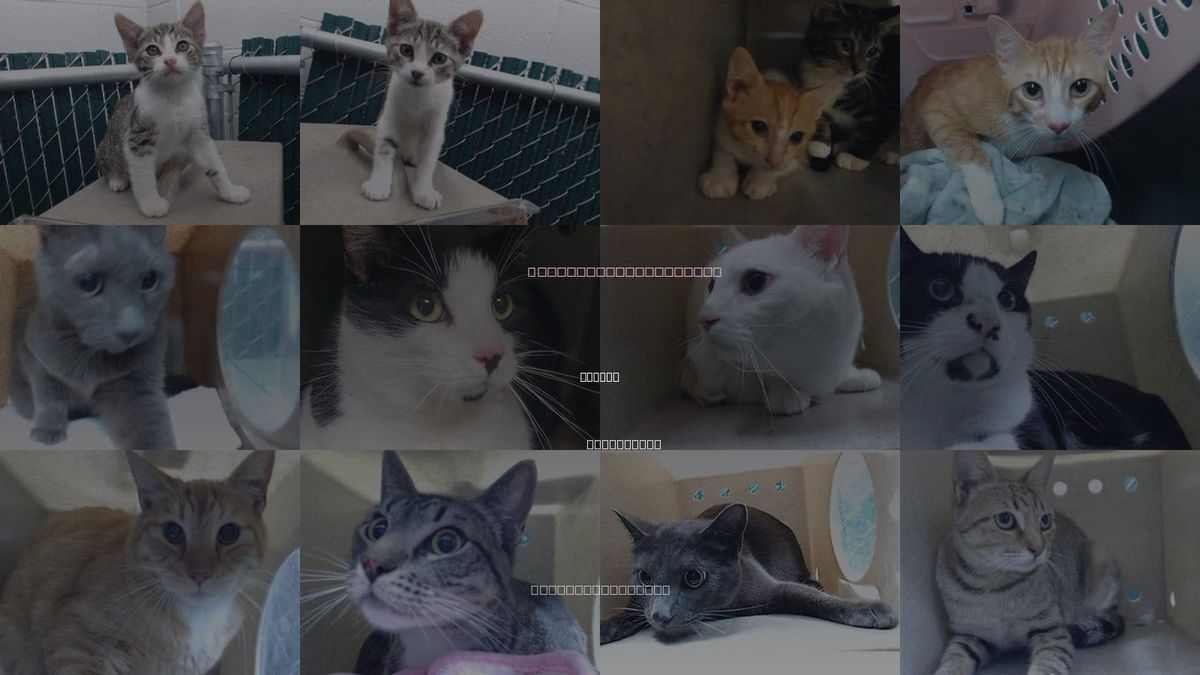 Cats for Adoption in Downey, California