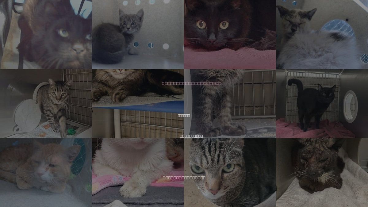 Cats for Adoption in Downey, California
