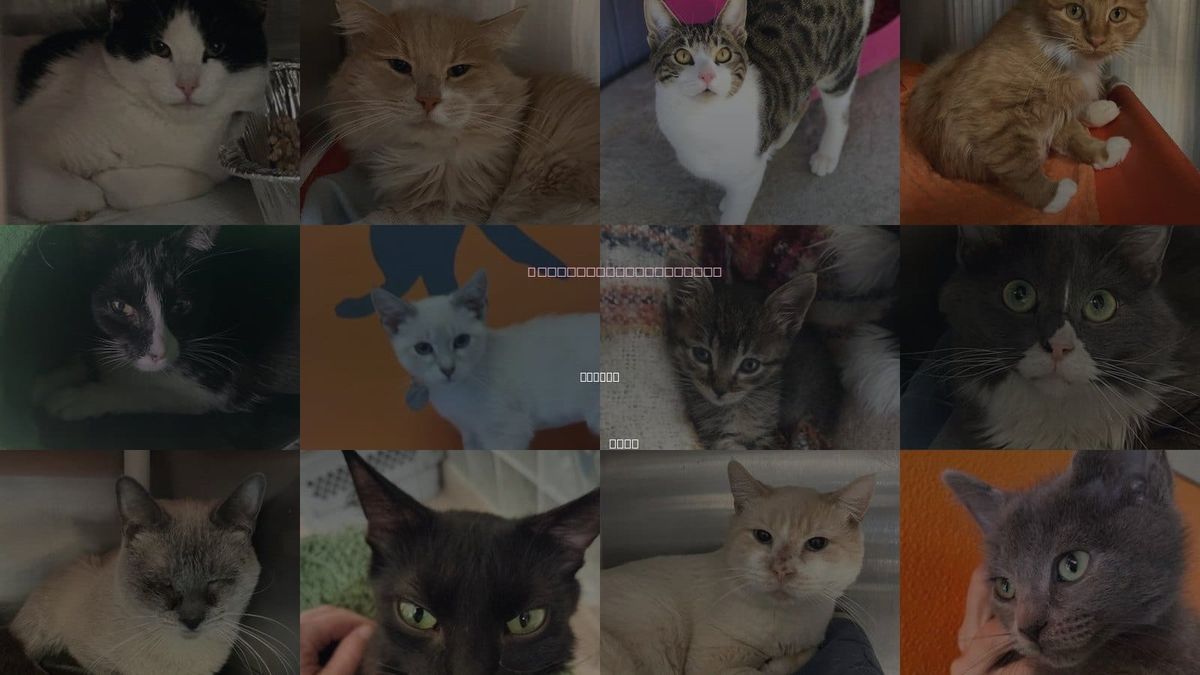Cats for Adoption in Draper, Utah