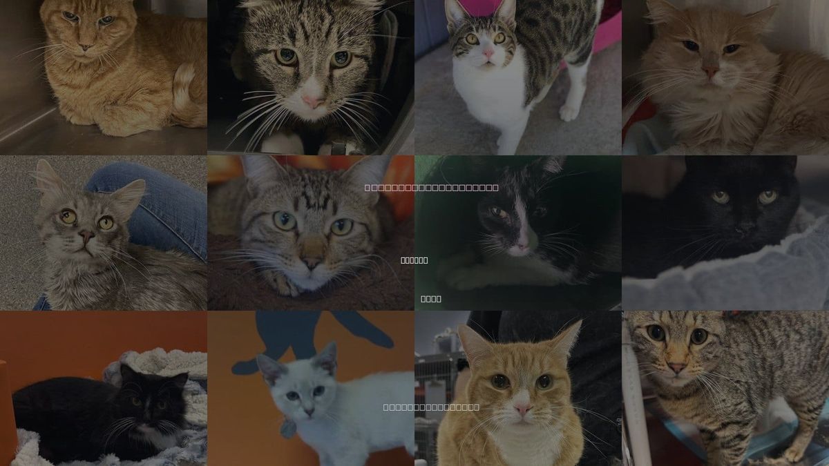 Cats for Adoption in Draper, Utah