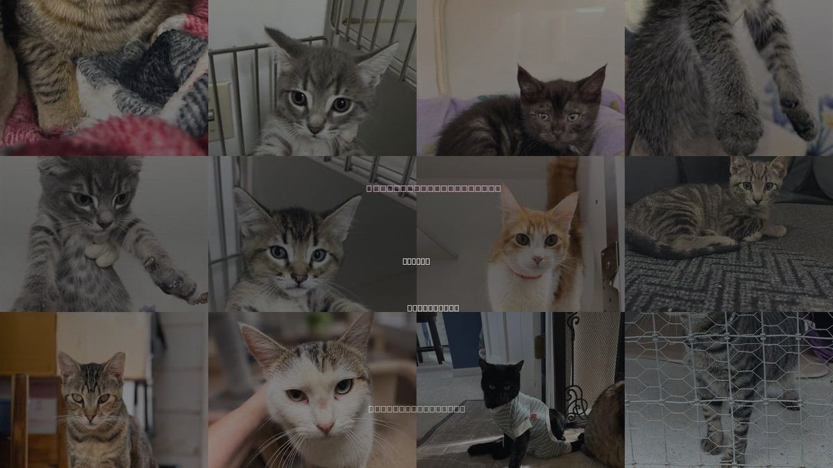 Cats for Adoption in Dublin, California