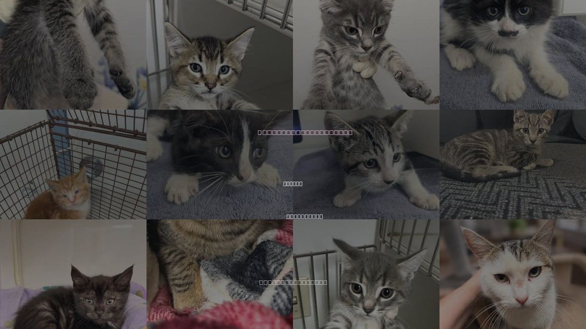 Cats for Adoption in Dublin, California