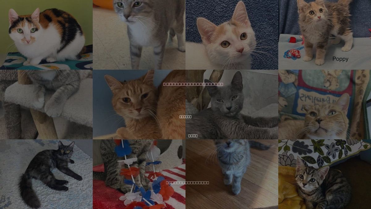 Cats for Adoption in Dublin, Ohio