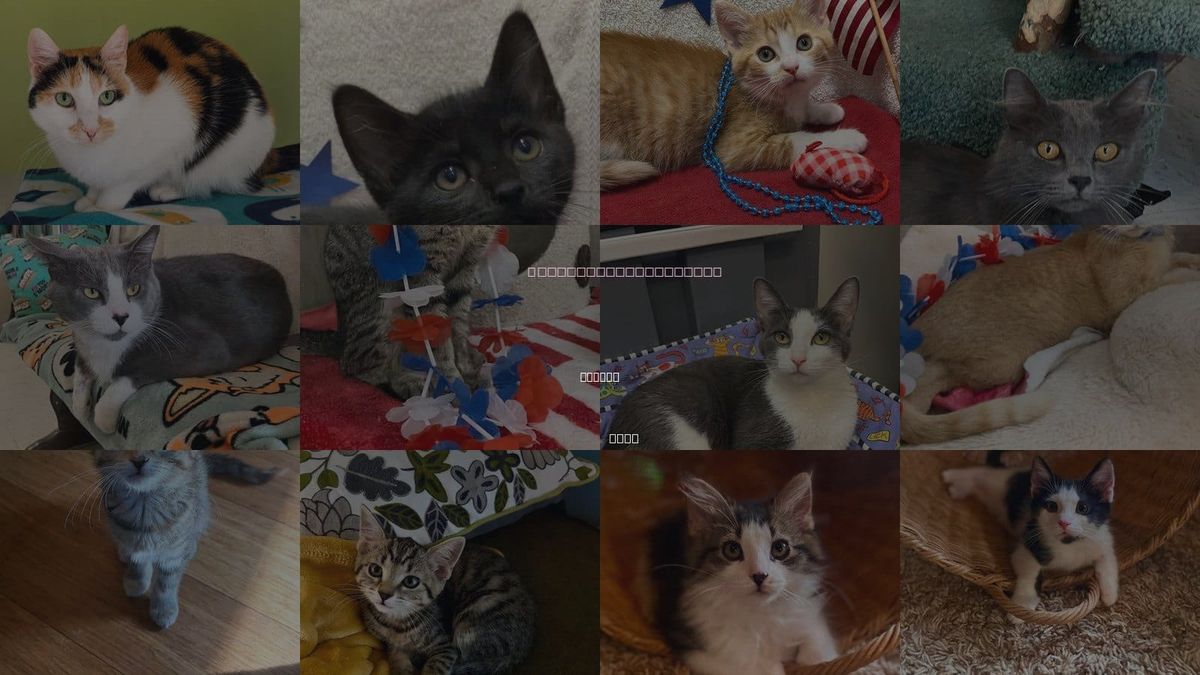 Cats for Adoption in Dublin, Ohio