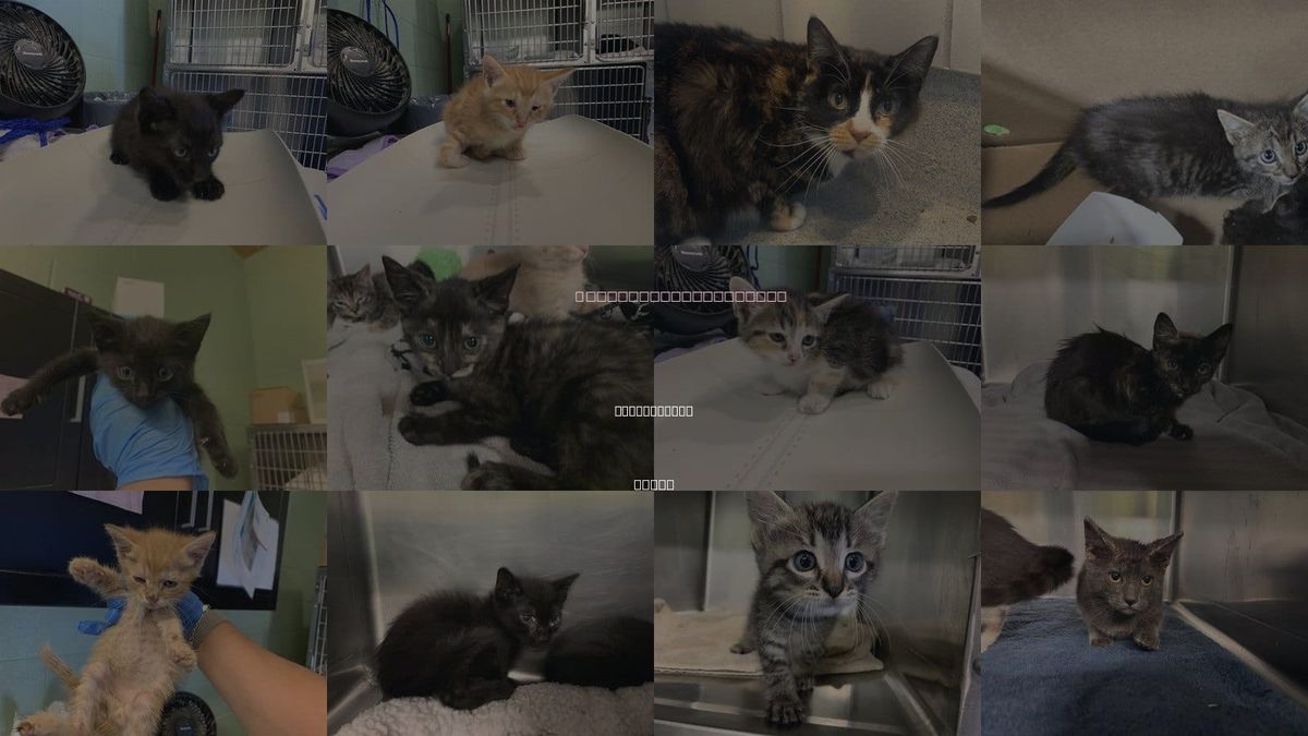 Cats for Adoption in Duncanville, Texas