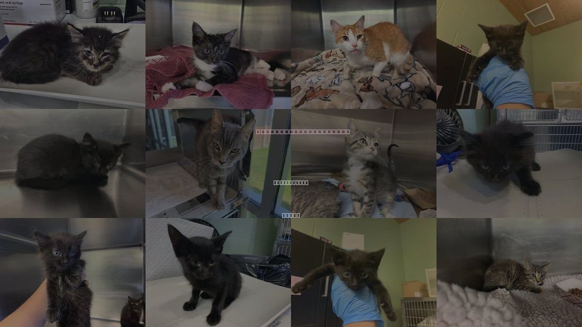 Cats for Adoption in Duncanville, Texas