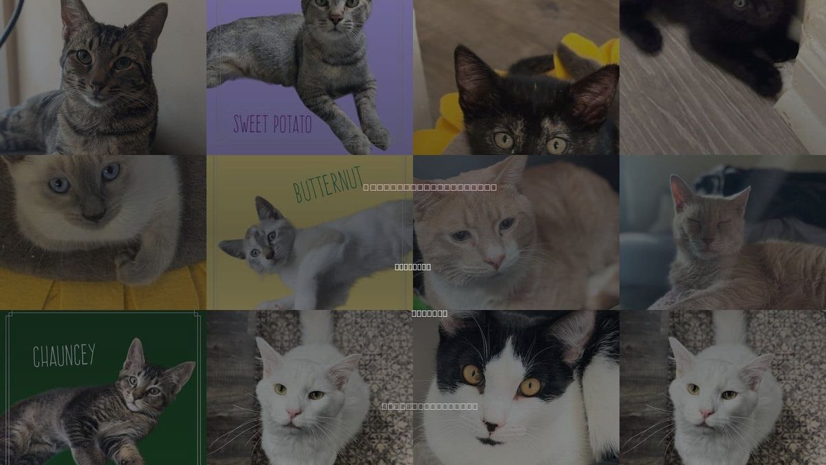 Cats for Adoption in Dunwoody, Georgia
