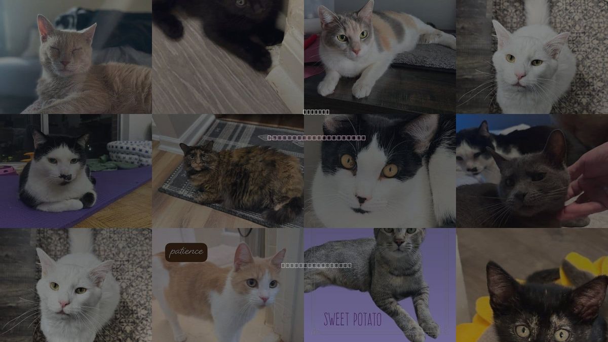 Cats for Adoption in Dunwoody, Georgia