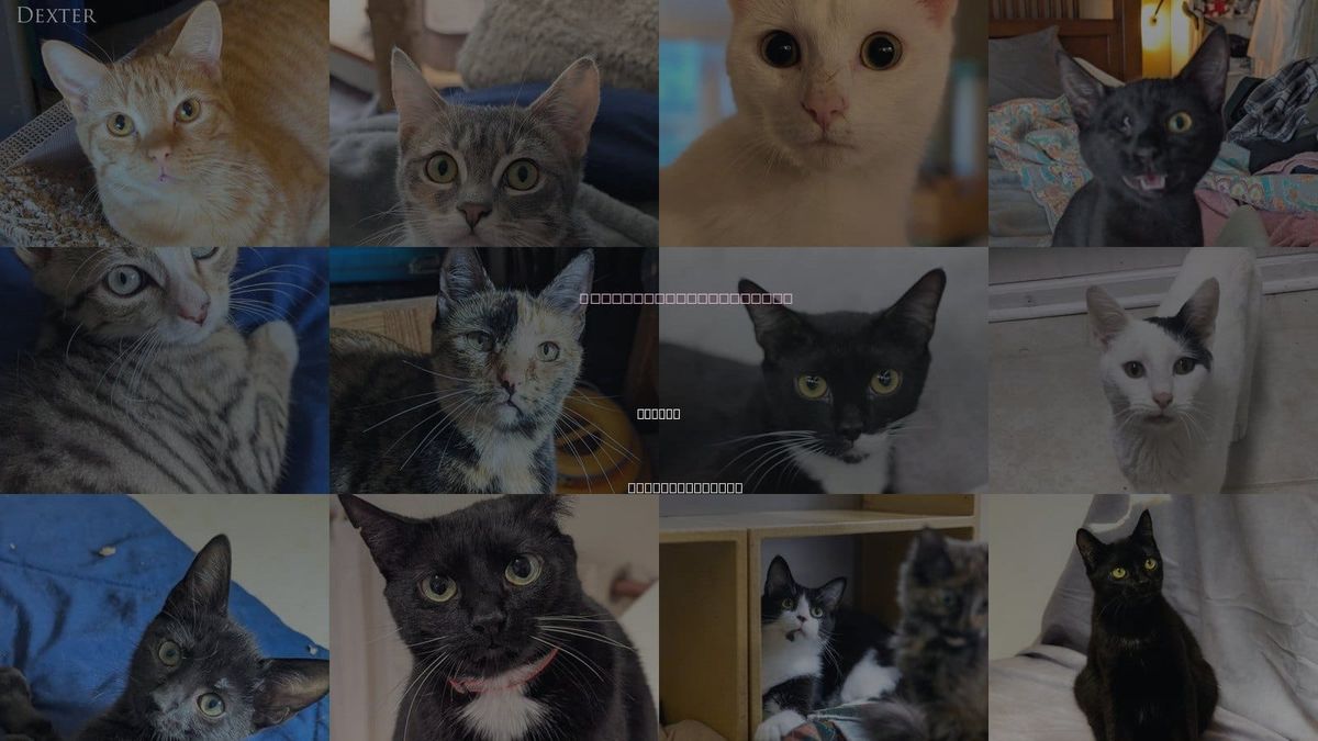 Cats for Adoption in Durham, North Carolina