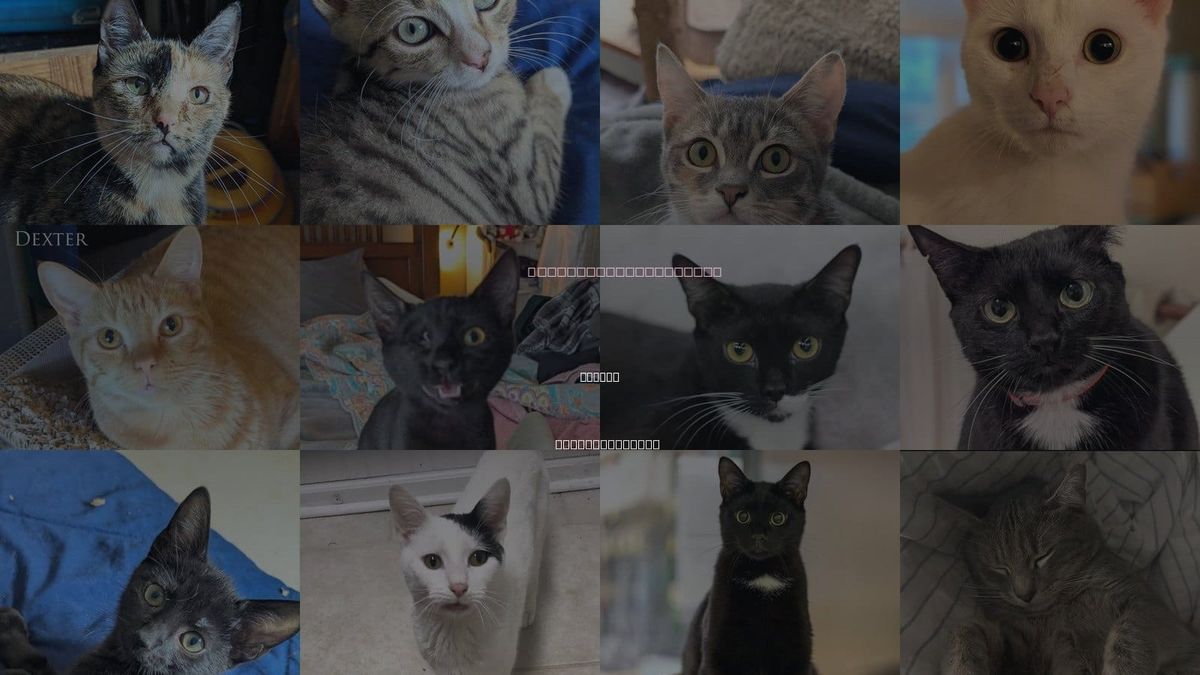 Cats for Adoption in Durham, North Carolina
