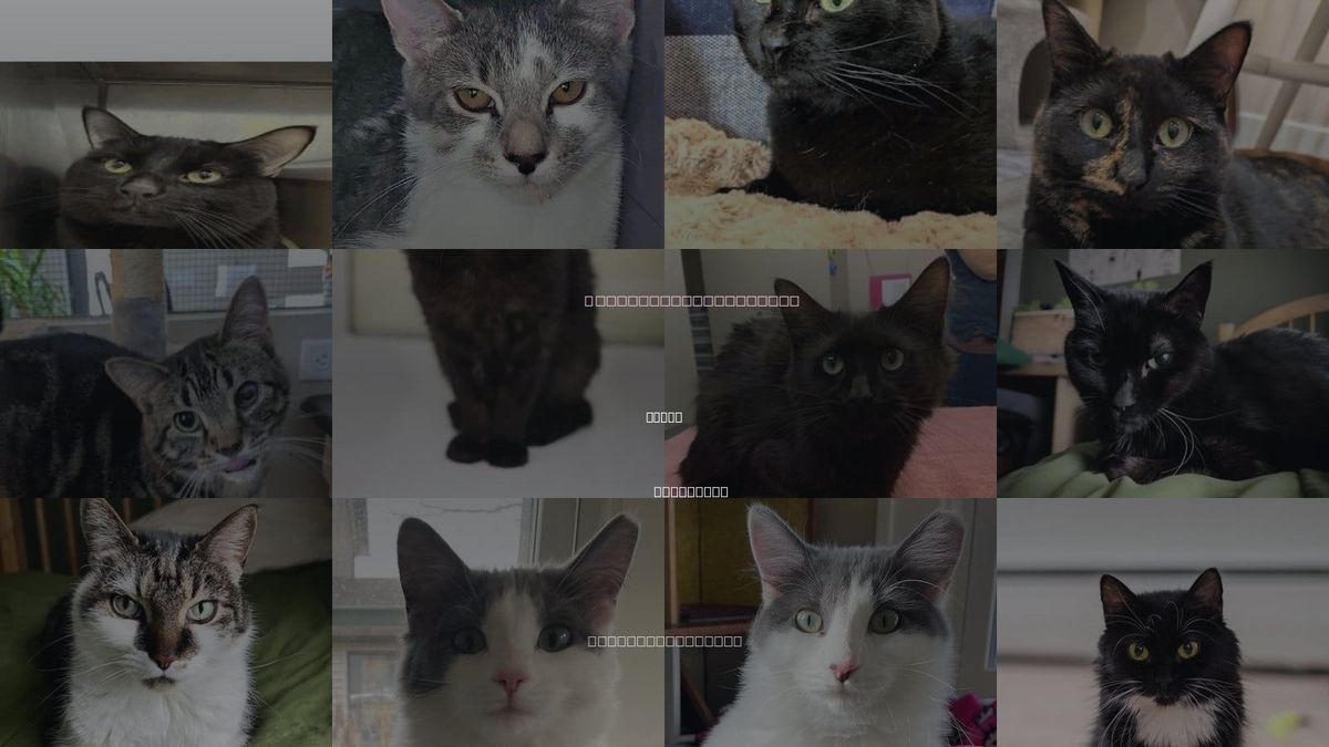 Cats for Adoption in Eagan, Minnesota